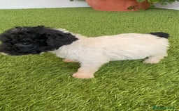 Perro de Agua Español perros en venta: PERRO DE AGUA ESPAÑOL HEMBRA - Imagen 4