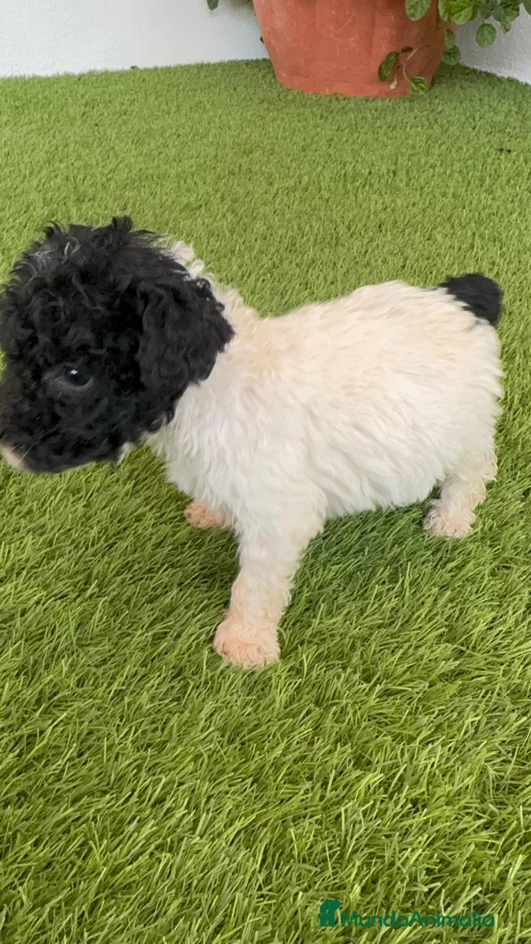 Perro de Agua Español perros en venta: PERRO DE AGUA ESPAÑOL HEMBRA - Imagen 4