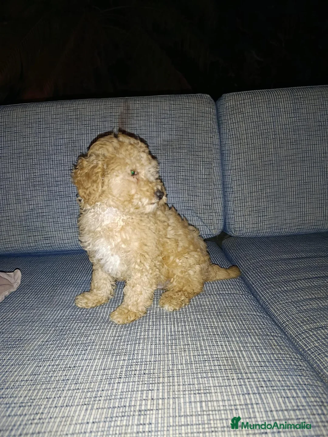 Caniche Toy perros en venta: Caniches - Anuncio 5