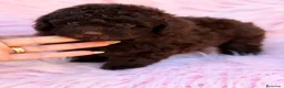 Caniche Toy perros en venta: Caniche  chocolate Toy  - Anuncio 6