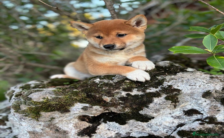 Shiba Inu perros - Anuncio 5