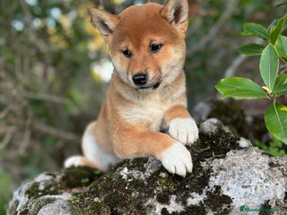 Shiba Inu perros - Anuncio 5