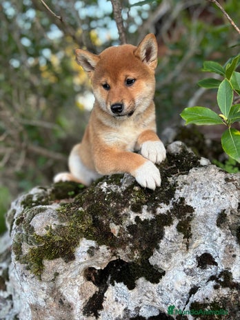 Shiba Inu perros - Anuncio 1