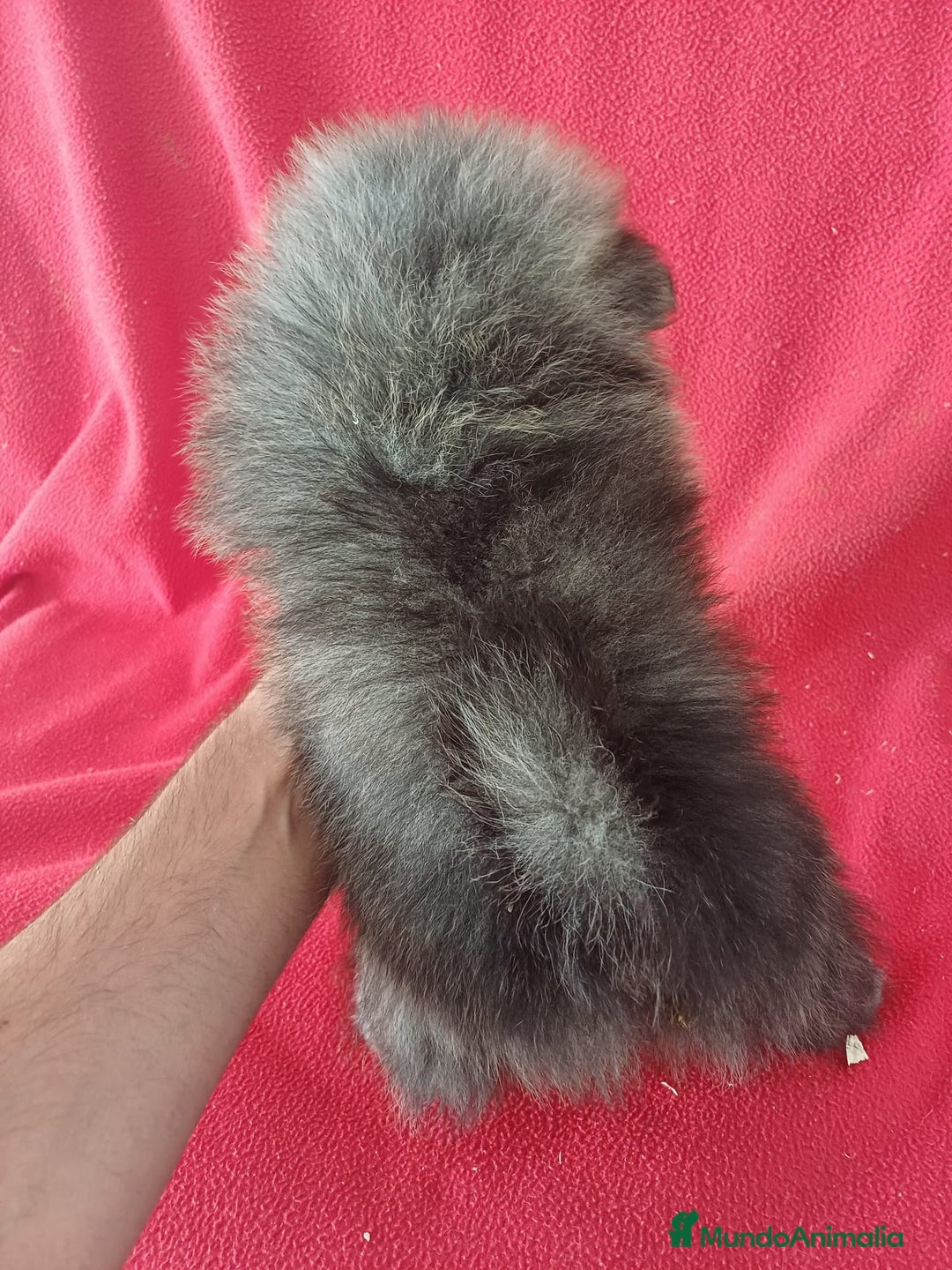 Pomerania perros en venta: Pomerania Mini  - Imagen 3