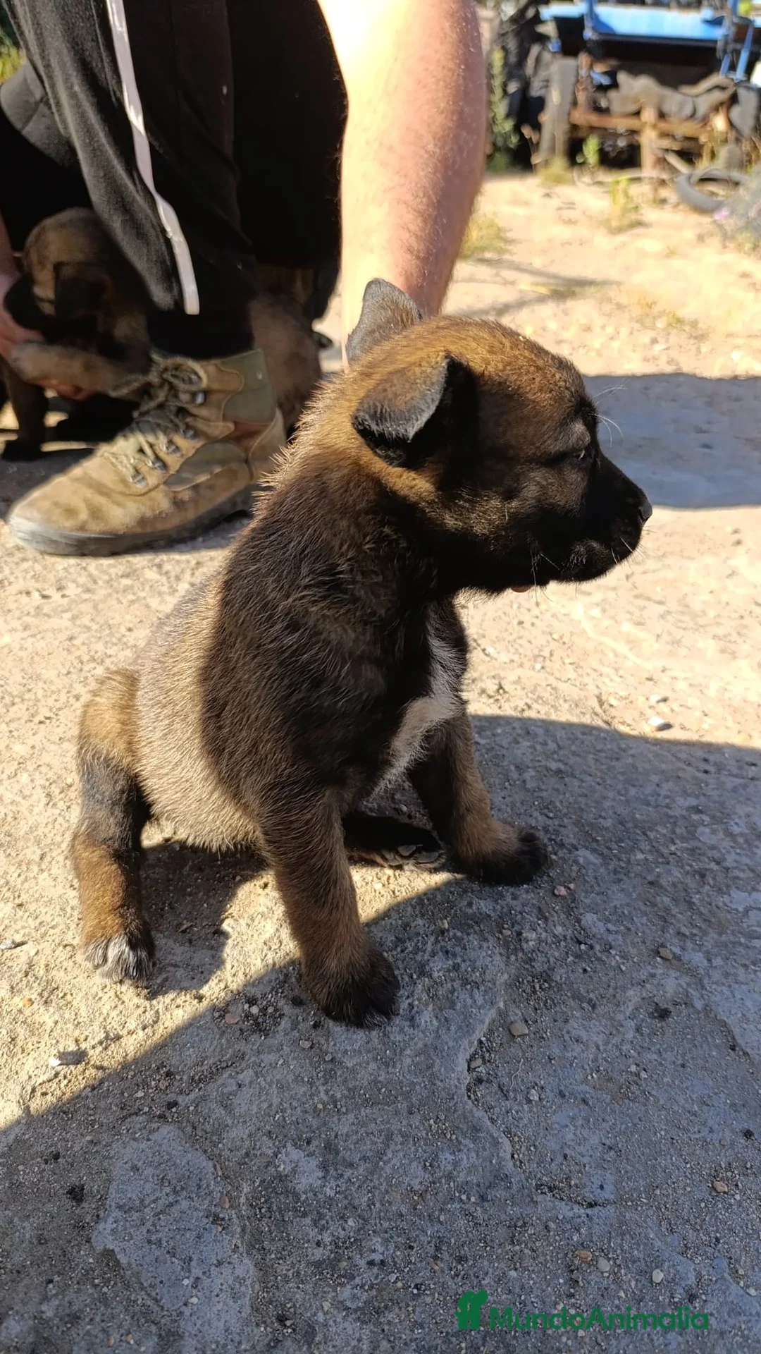 Pastor Belga Malinois perros en venta: Pastor belga malinois de calidad  - Anuncio 2
