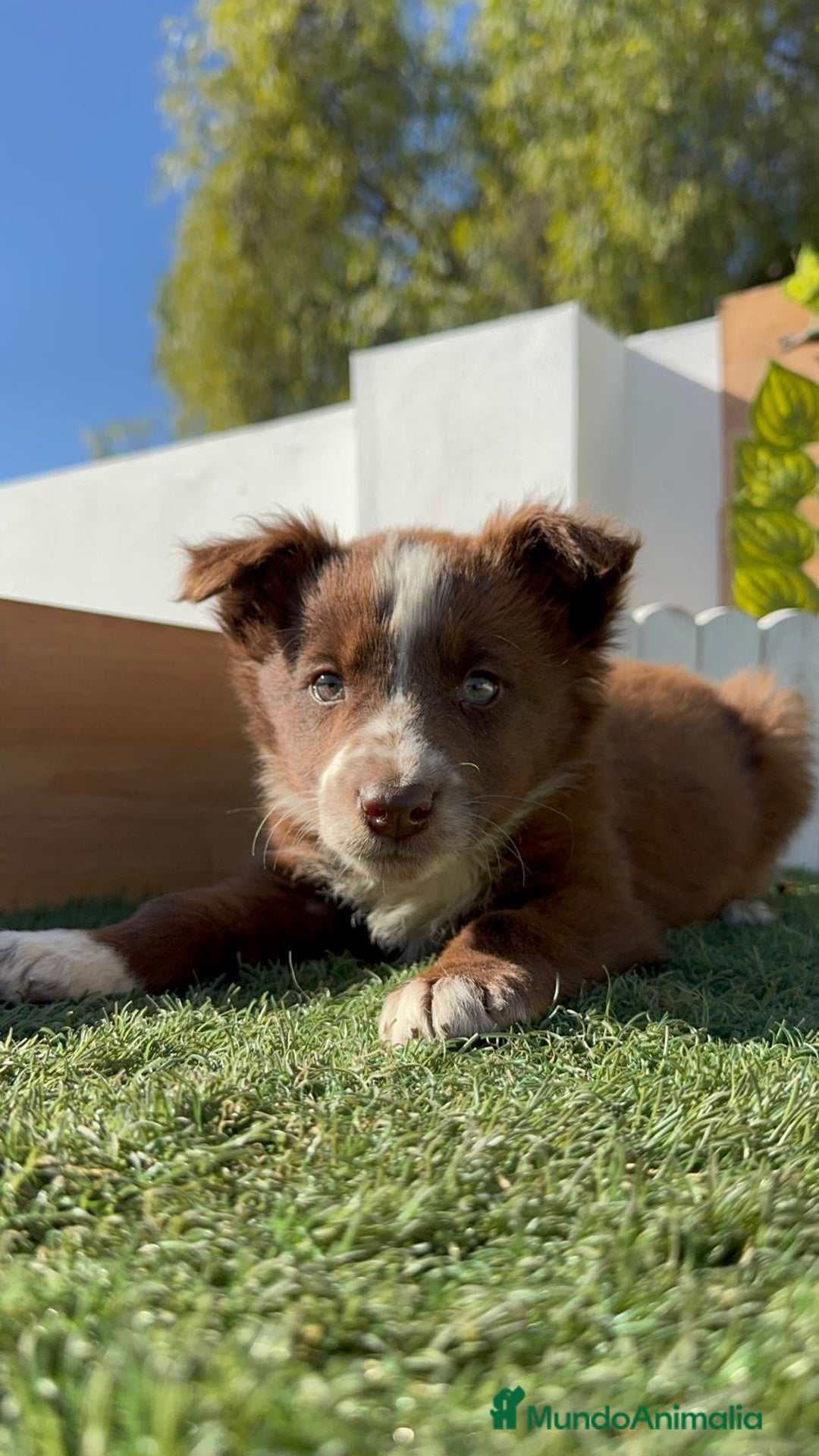 Border Collie perros en venta: BORDER COLLIE MACHO - Anuncio 1