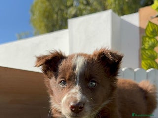 Border Collie perros BORDER COLLIE MACHO - Anuncio 1