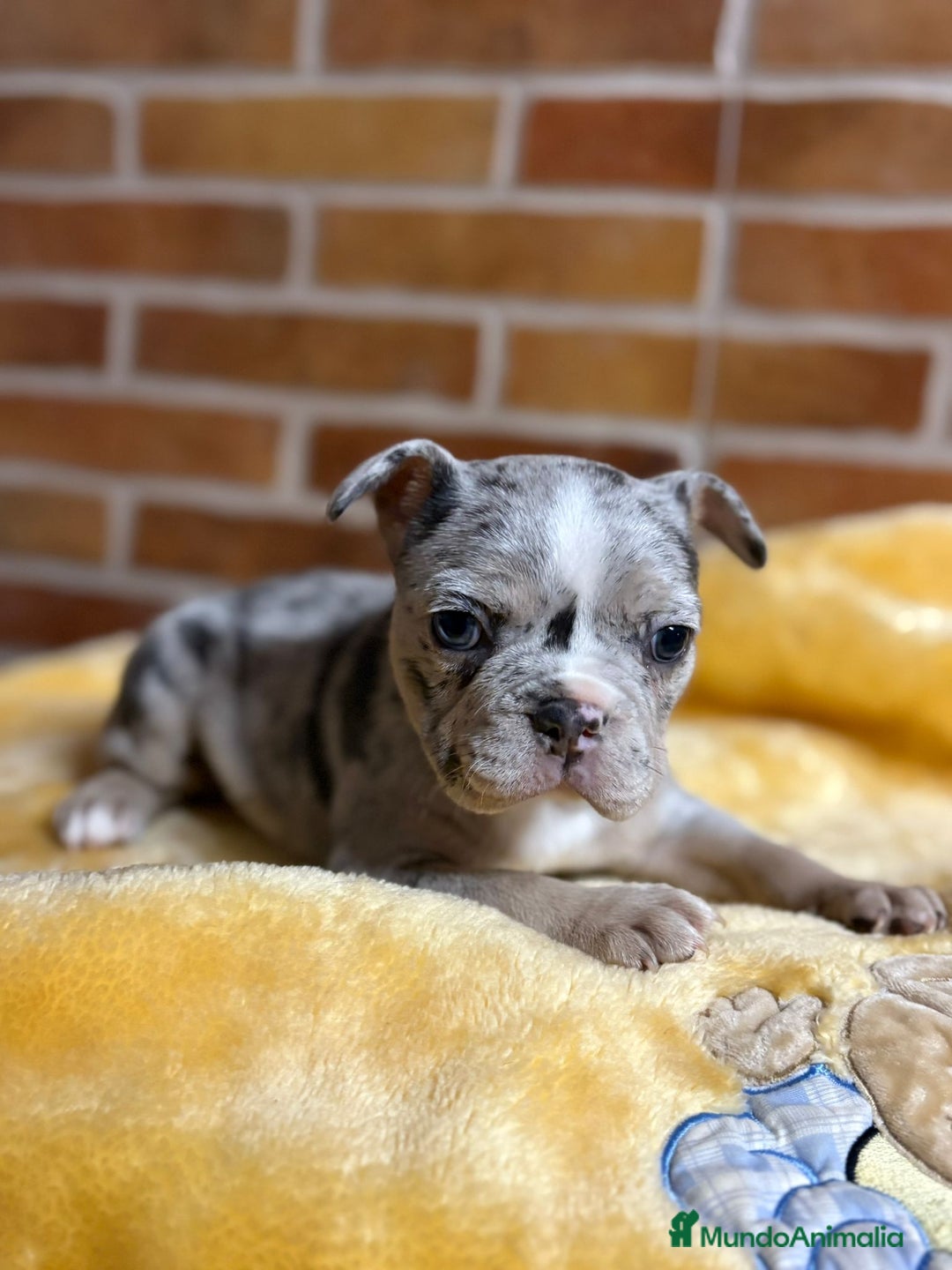 Bulldog Francés perros en venta: Bulldog Francés Macho - Imagen 2