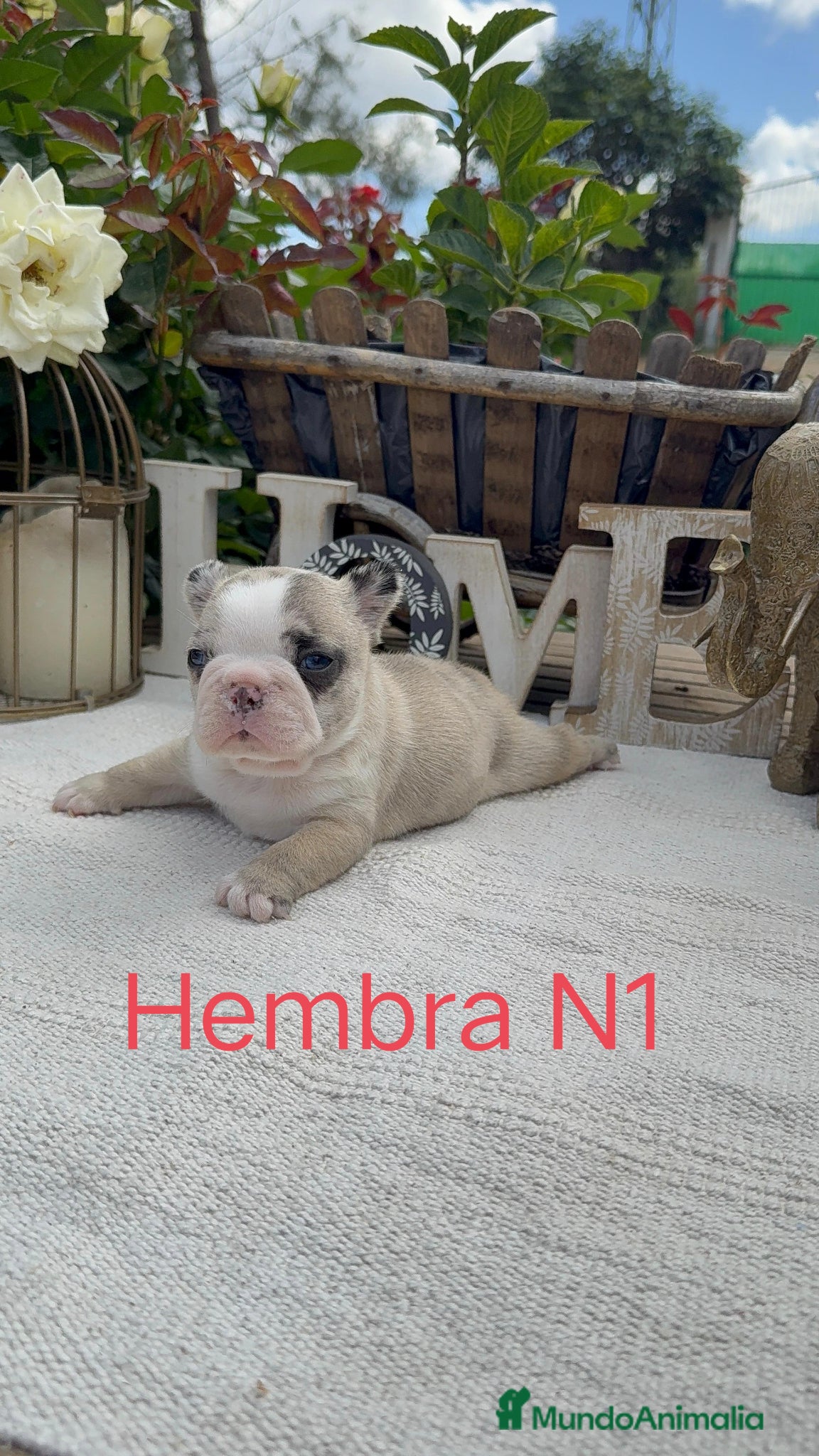 Bulldog Francés perros Bulldog francés exóticos estupenda morfología  - Anuncio 6