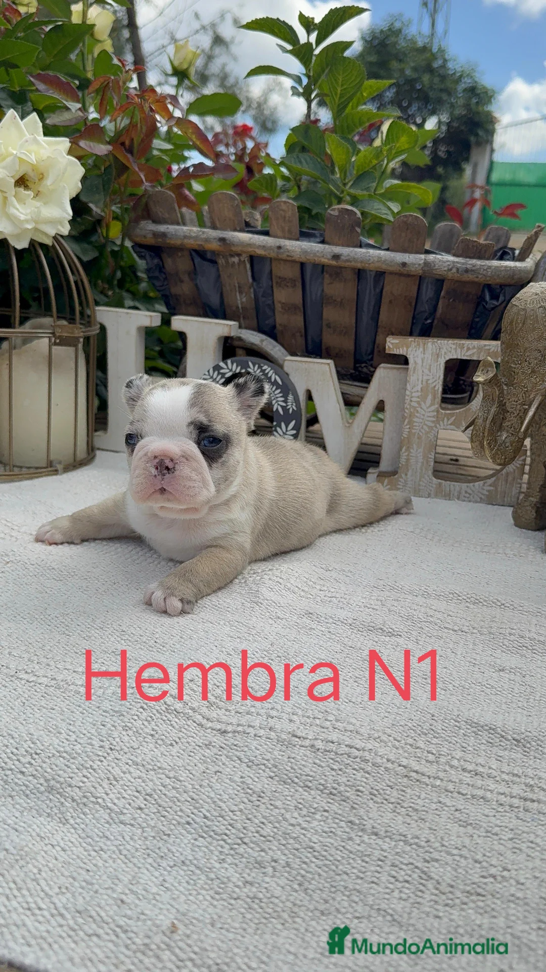 Bulldog Francés perros en venta: Bulldog francés exóticos estupenda morfología  - Anuncio 1