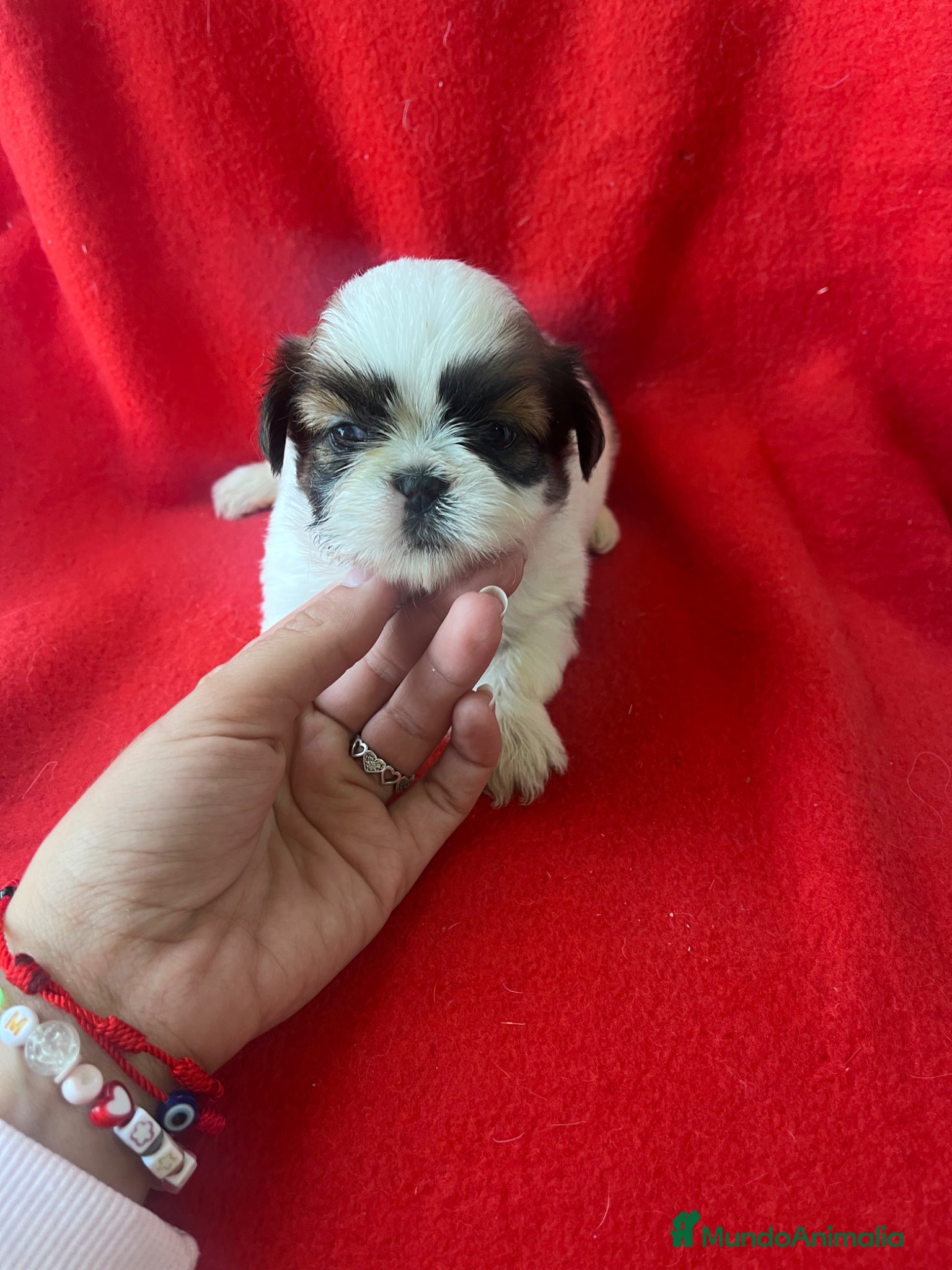 Shih Tzu perros PRECIOSA PAREJA DE SHIH TZU - Anuncio 1