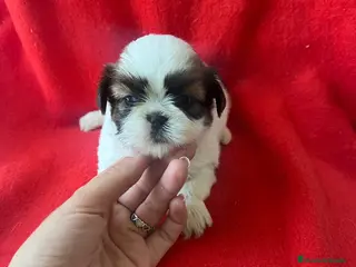 Shih Tzu perros PRECIOSA PAREJA DE SHIH TZU - Anuncio 2