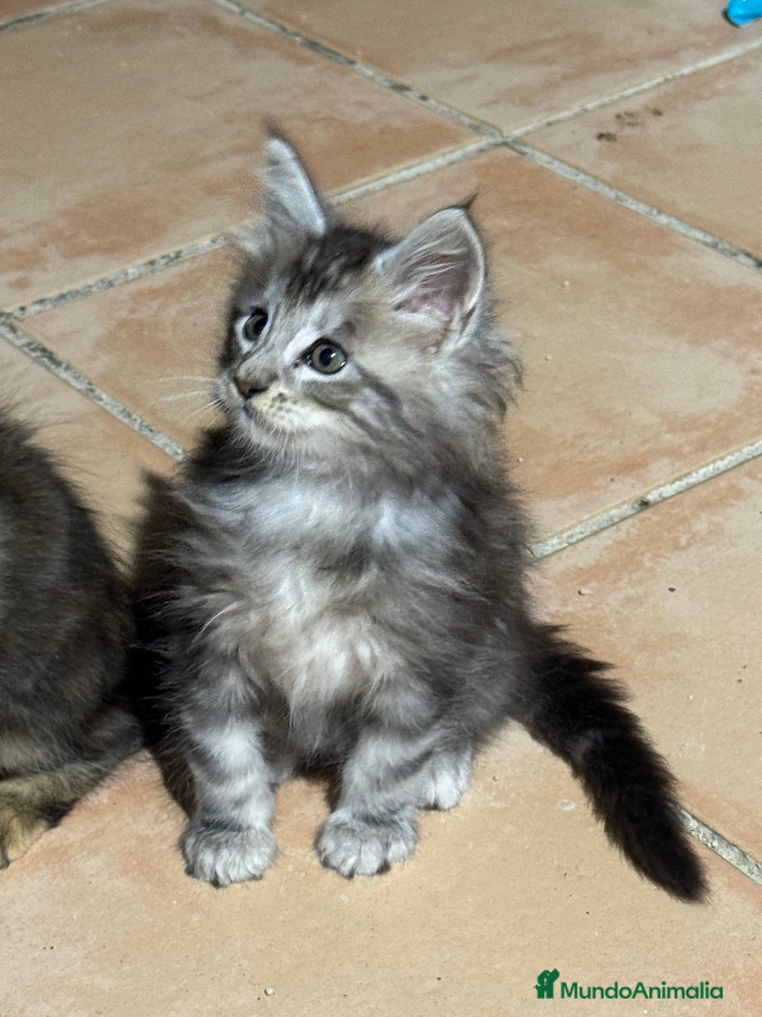 Maine Coon gatos en venta: Preciosa Camada Maine Coon - Imagen 4
