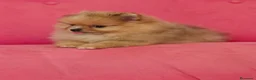 Pomerania perros en venta: Pomerania TOY Sable merle - Anuncio 1