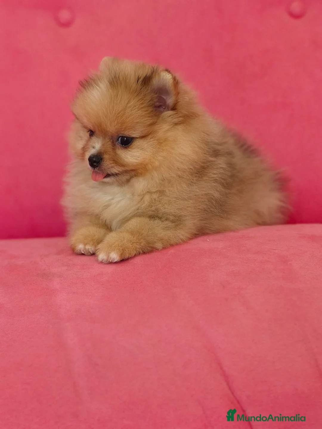 Pomerania perros en venta: Pomerania TOY Sable merle - Anuncio 1
