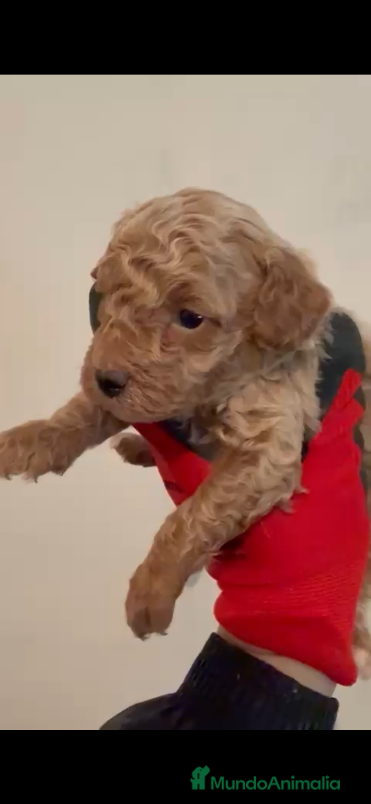 Caniche Toy perros Último caniche apricot disponible! - Anuncio 4