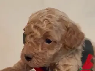 Caniche Toy perros Último caniche apricot disponible! - Anuncio 4