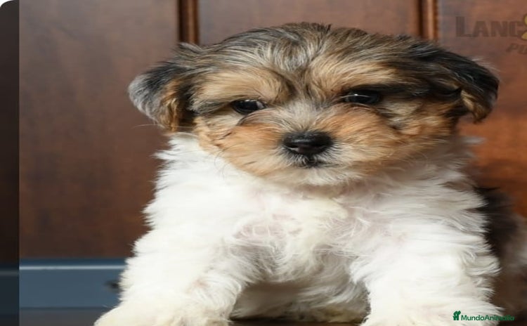 Caniche Toy perros - Propaganda 3