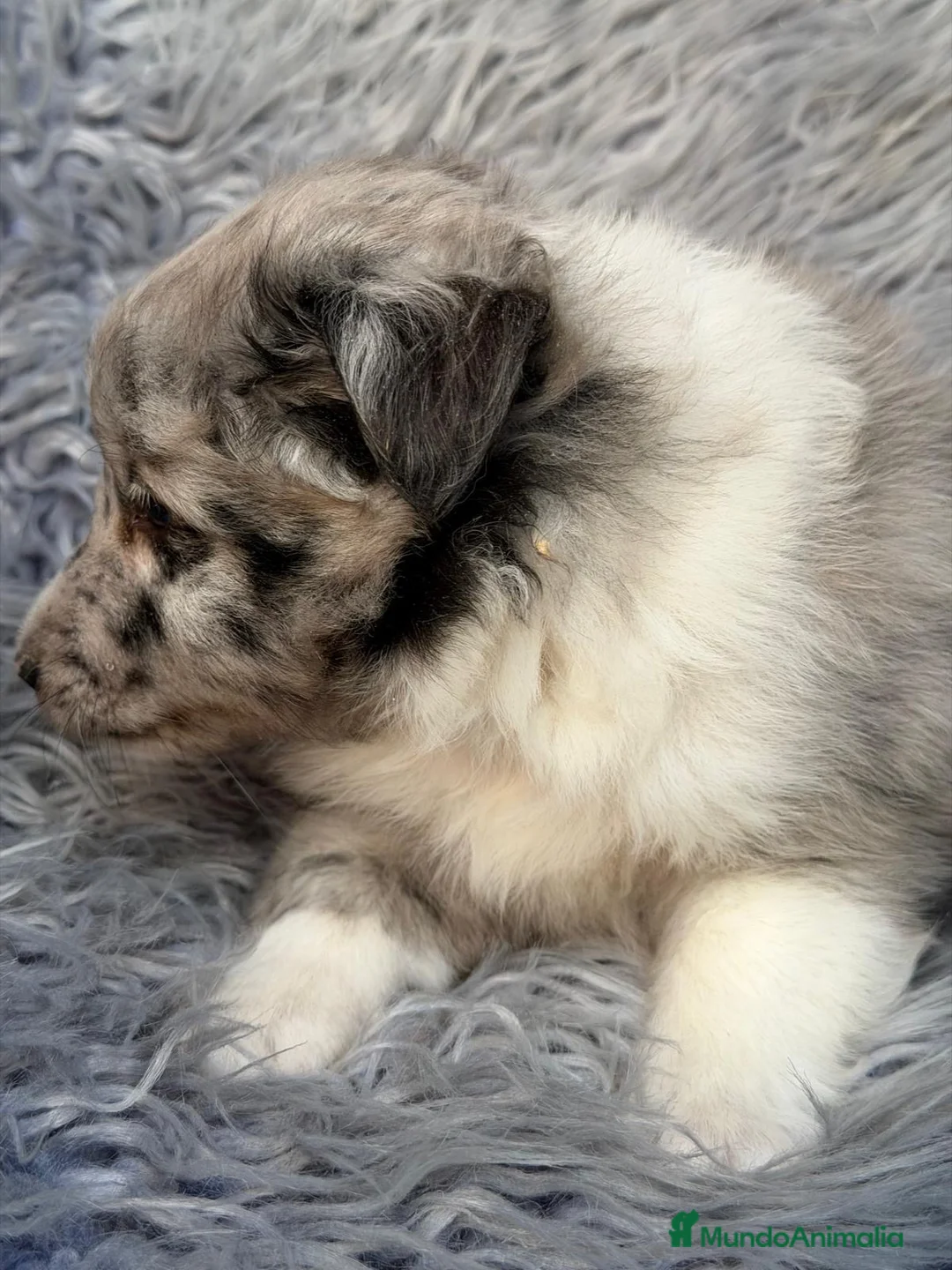 Perro Pastor de las Shetland perros en venta: Shetland macho merle - Anuncio 2