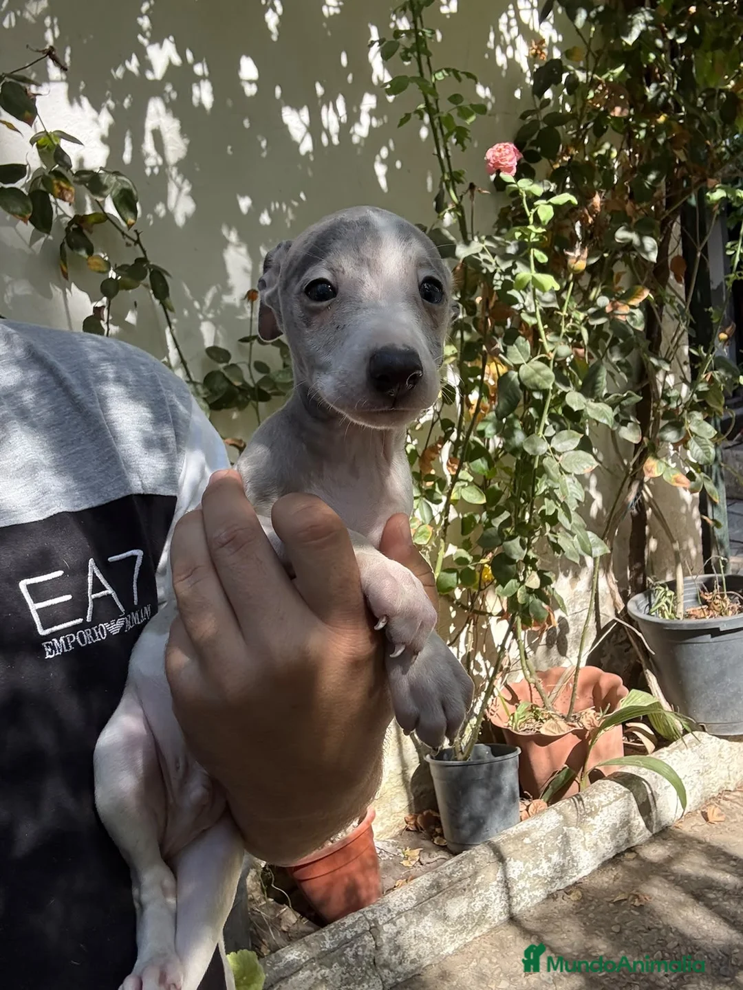 Pequeño Lebrel Italiano perros en venta: Cachorros de Pequeño Lebrel Italiano  - Anuncio 2