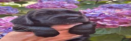Cocker Spaniel Inglés perros en venta: Últimos cachorros cocker spaniel inglés  - Anuncio 5