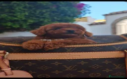 Caniche Toy perros en venta: Caniche toy linea asiatica - Imagen 7