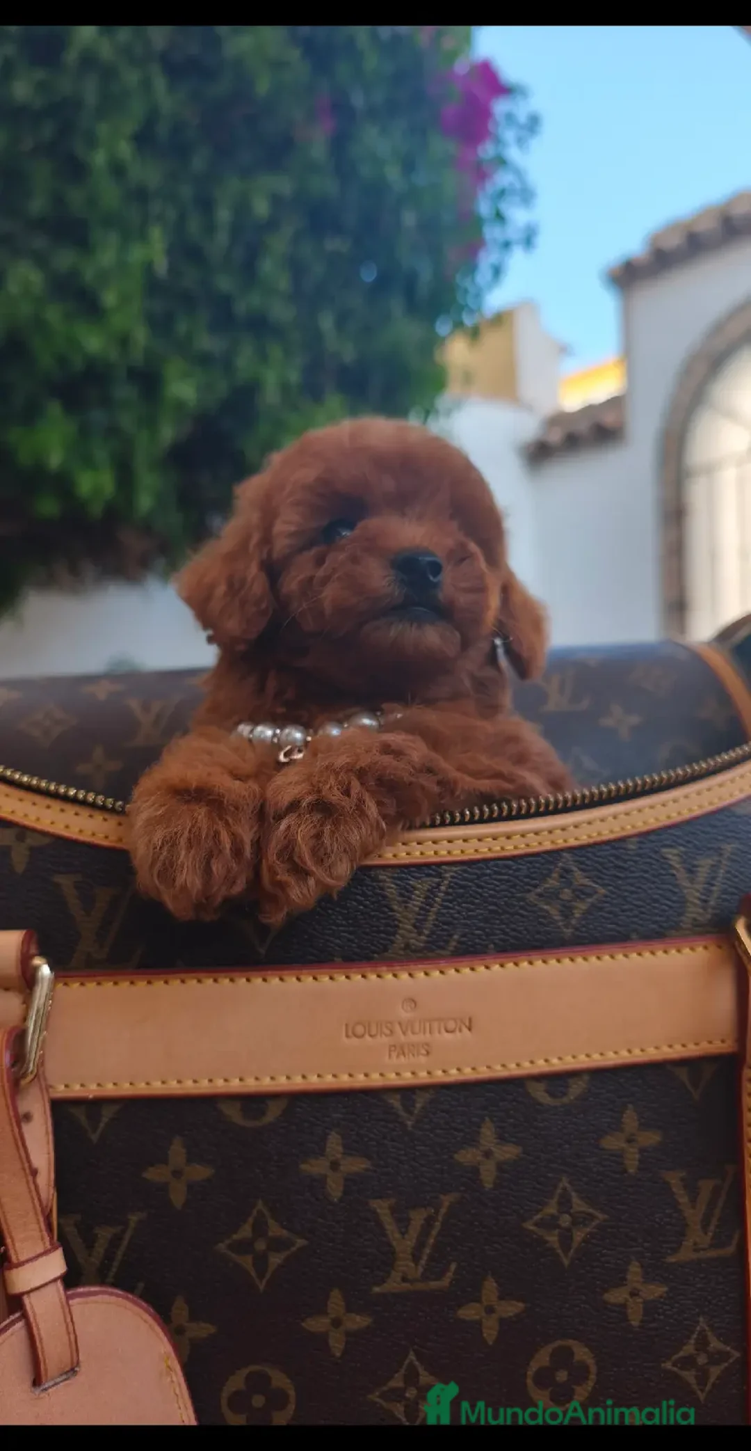 Caniche Toy perros en venta: Caniche toy linea asiatica - Imagen 7