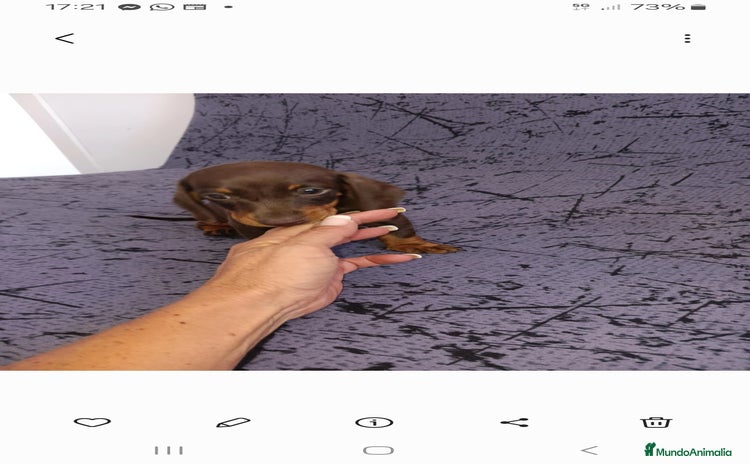 Teckel perros - Anuncio 1