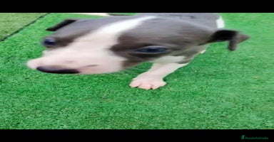 Whippet perros - Propaganda 10