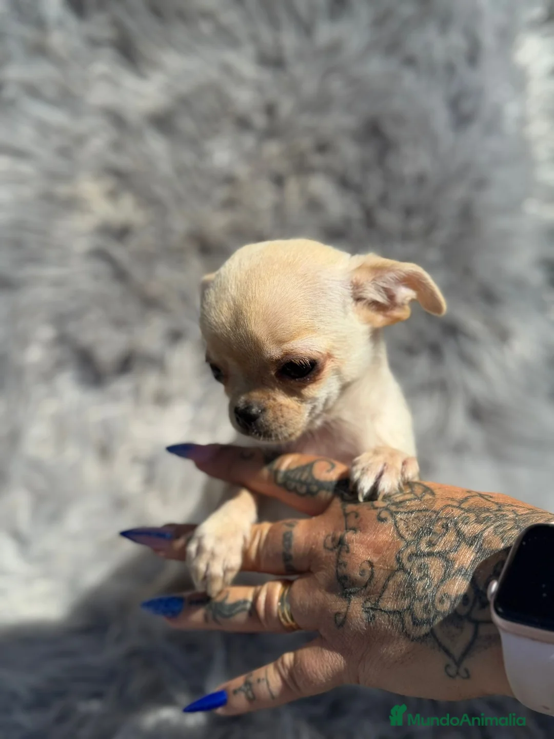 Chihuahua perros en venta: Chihuahua  - Anuncio 4