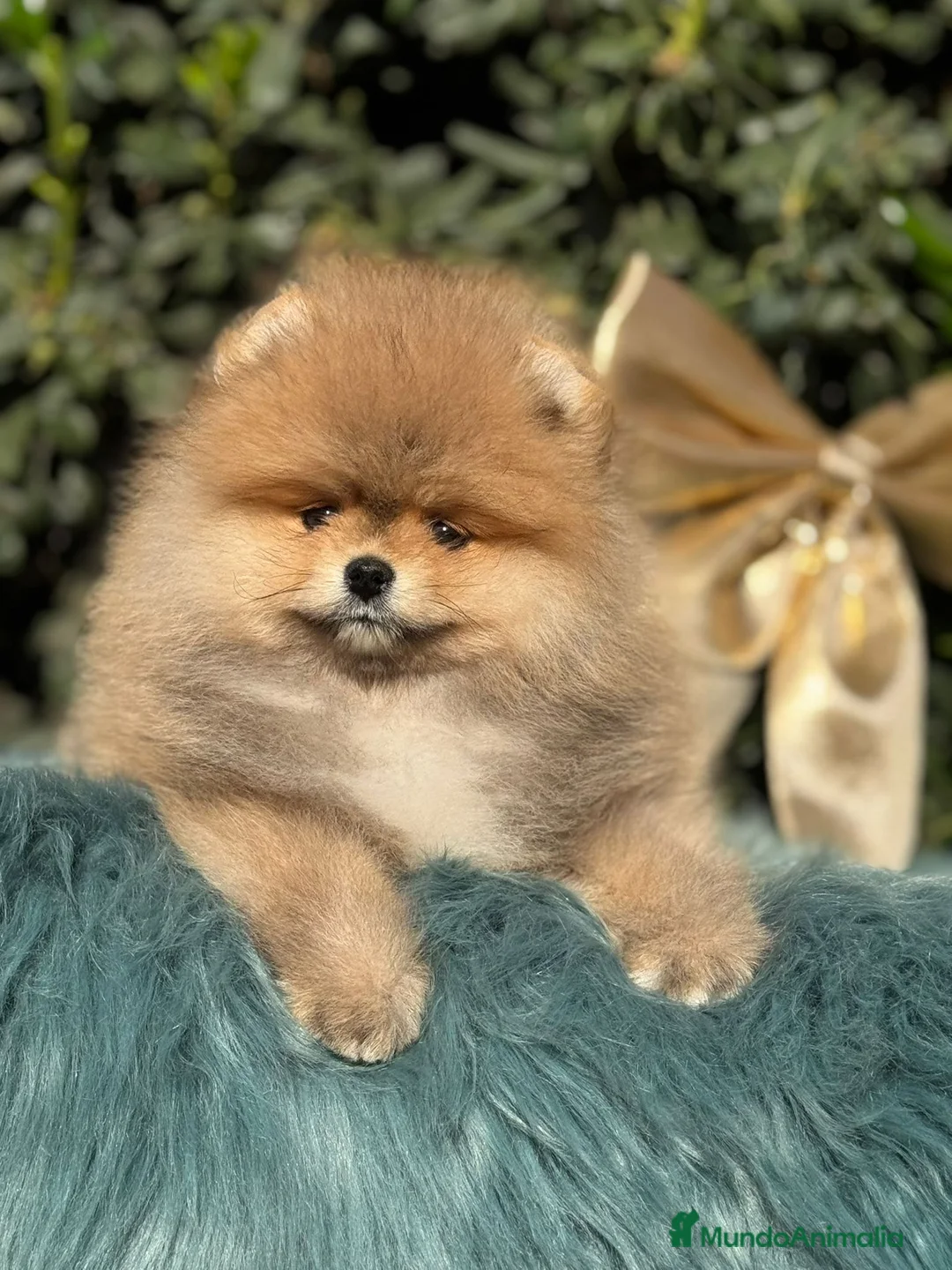 Pomerania perros en venta: POMERANIA BEBE MAXIMA CALIDAD en Málaga - Anuncio 2