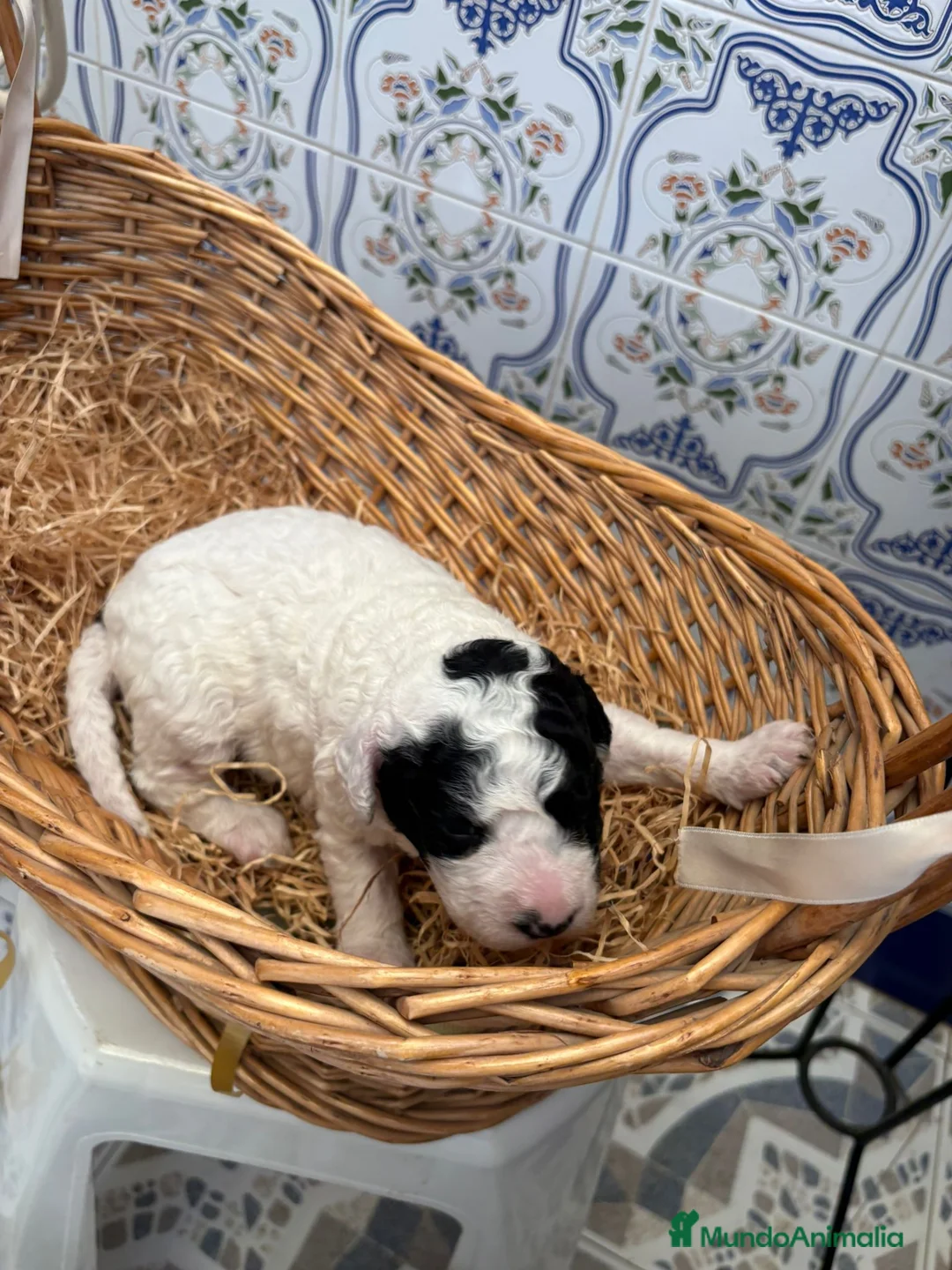 Perro de Agua Español perros en venta: PERROS DE AGUA ESPAÑOL - Anuncio 37