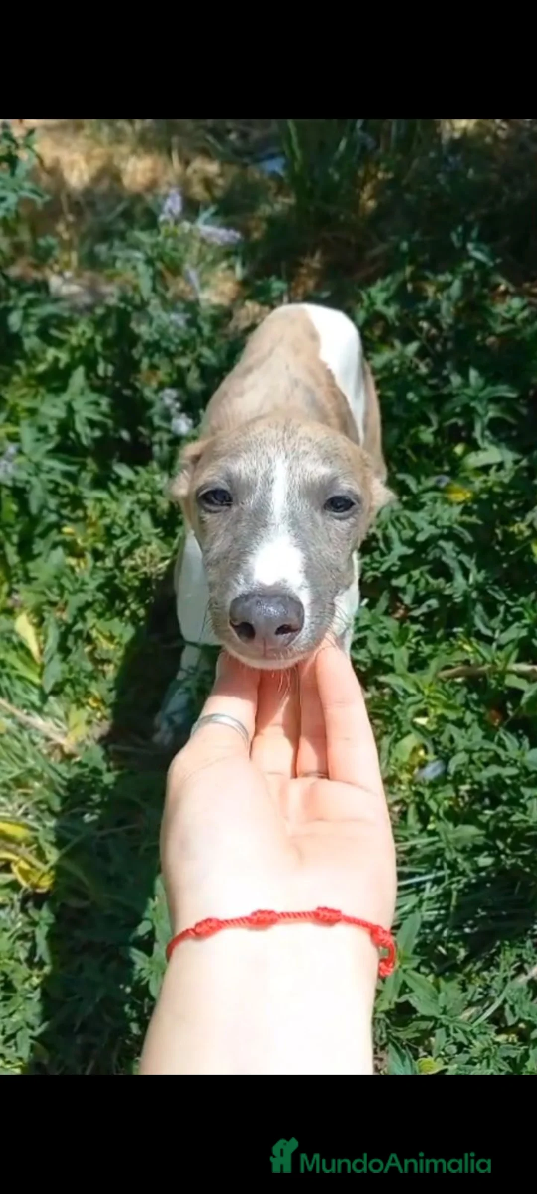 Raza Mixta perros en venta: Macho de whipper con picolo  - Anuncio 2