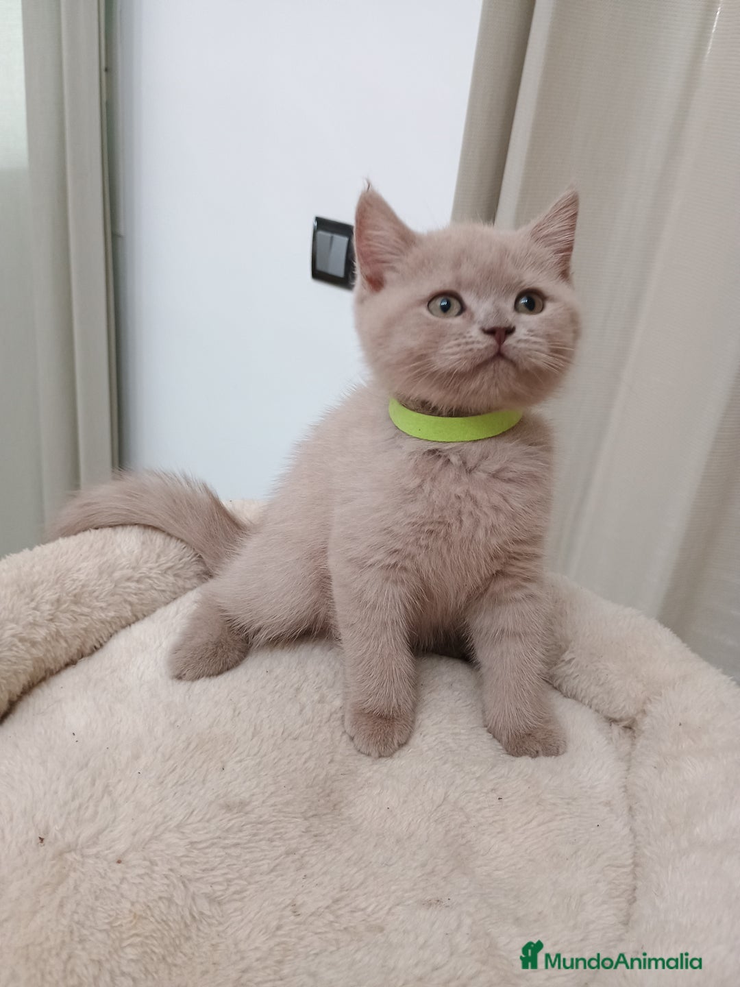 Británico de Pelo Corto gatos en venta: British shorthair Fawn - Imagen 3