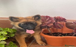 Raza Mixta perros en venta: Spitz alemán  - Imagen 2