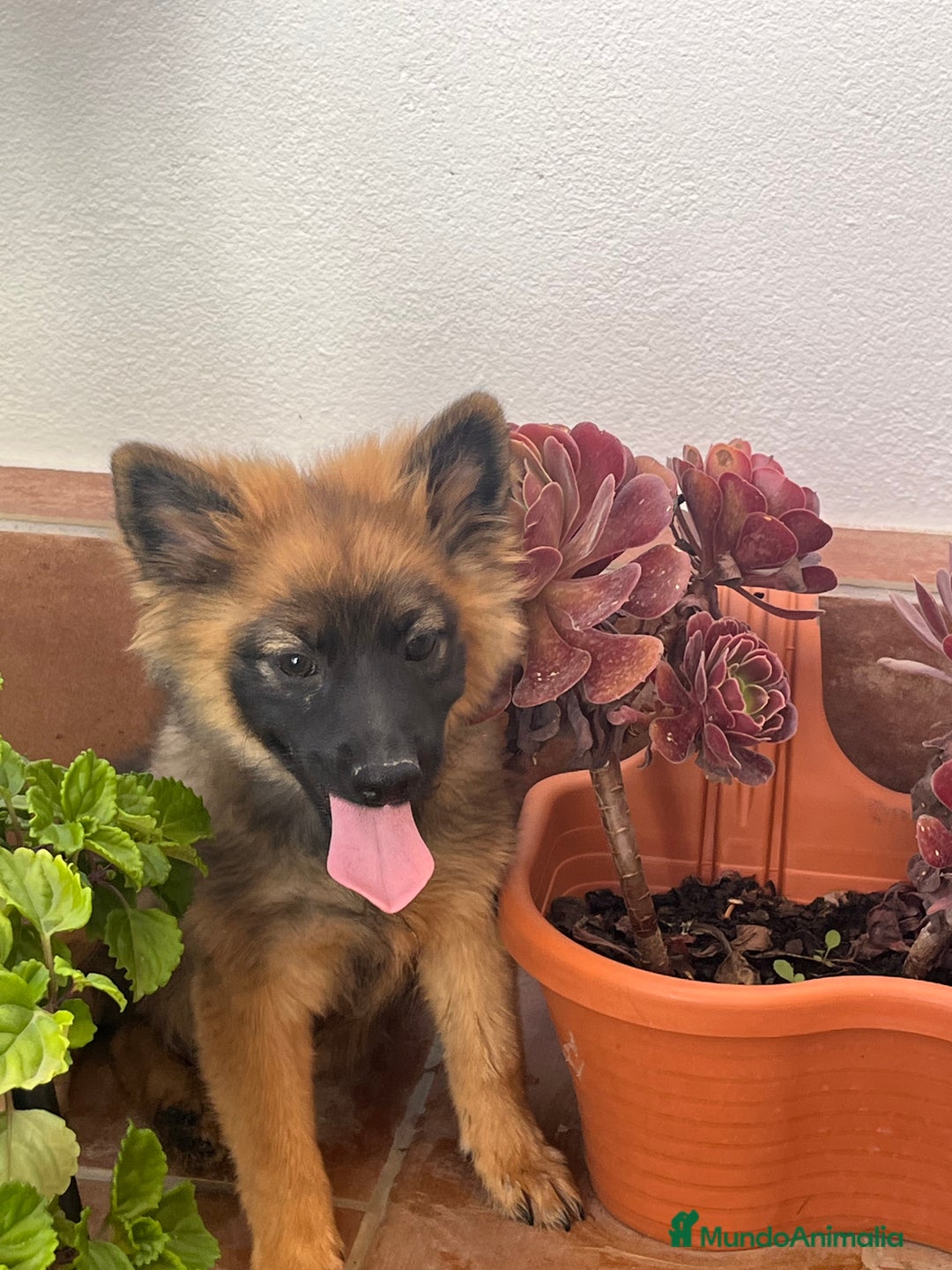 Raza Mixta perros en venta: Spitz alemán  - Imagen 2