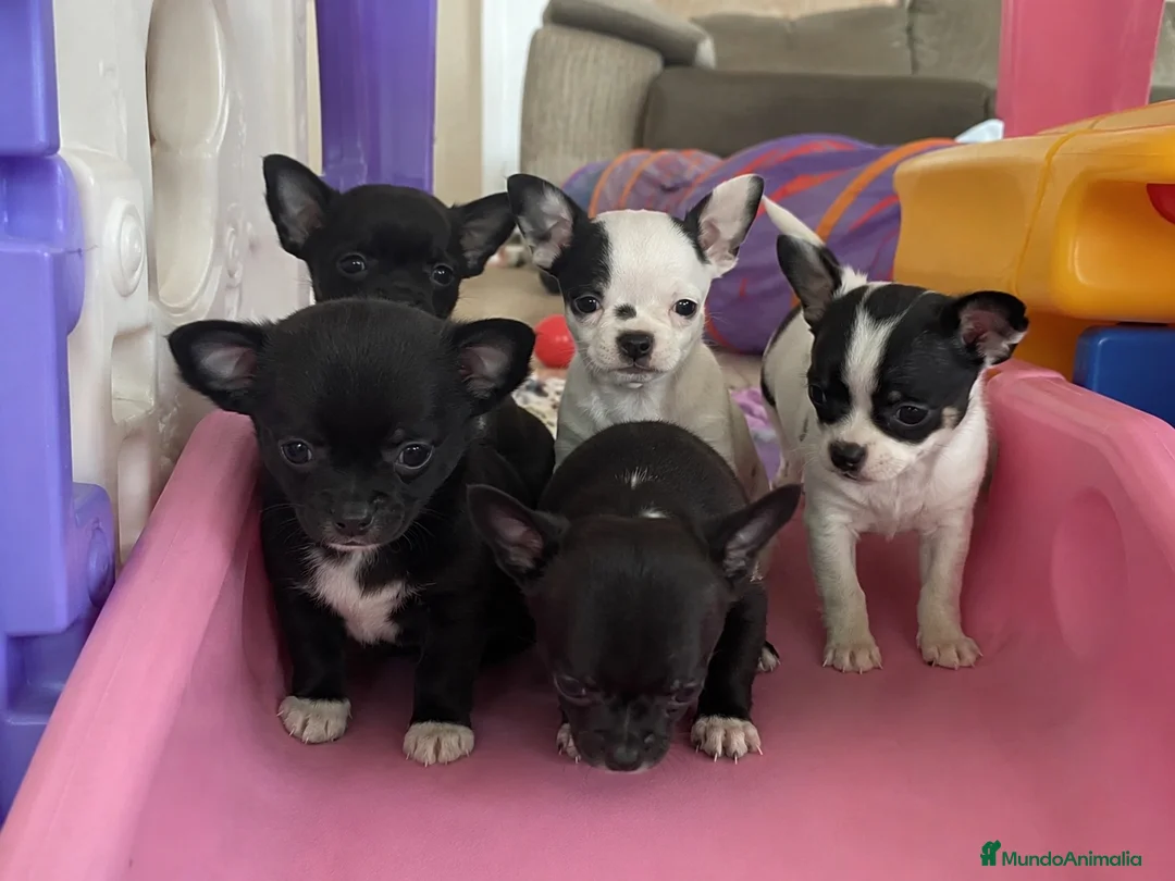 Chihuahua perros en venta: CHIHUAHUAS - SEVILLA - ENTREGA  - Anuncio 1