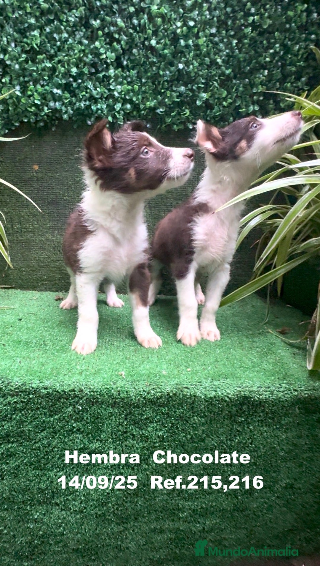 Border Collie perros en venta: Border Collie Chocolate - Imagen 2