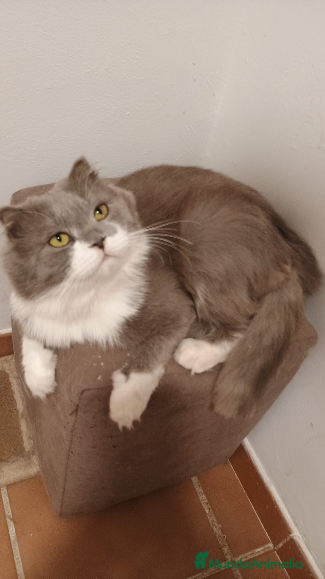 Británico de Pelo Corto gatos para monta: Monta - Imagen 2