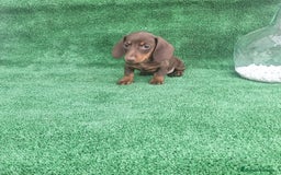 Teckel Miniatura perros en venta: TECKEL MINI CHOCOLATE  - Imagen 2
