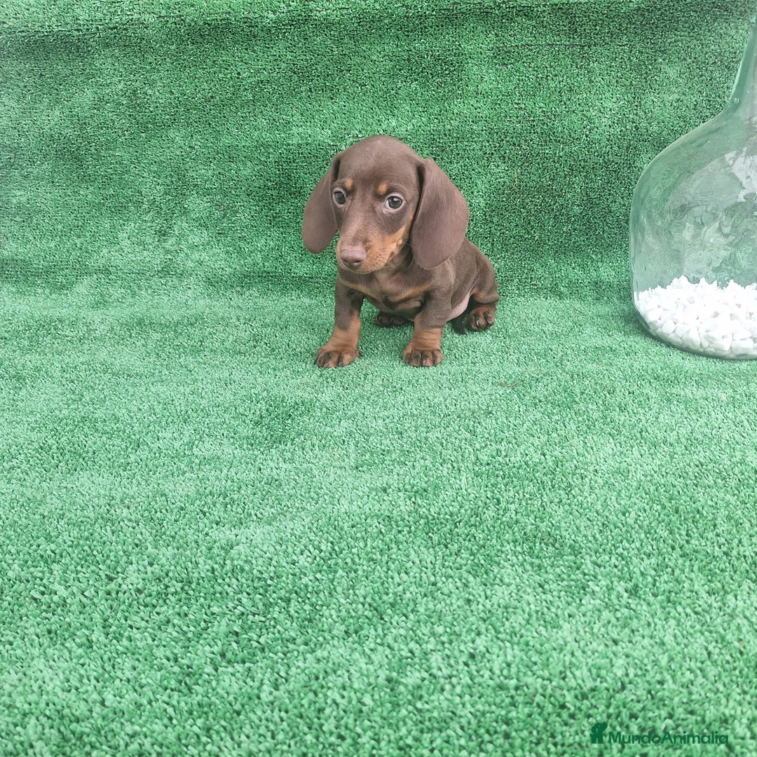 Teckel Miniatura perros en venta: TECKEL MINI CHOCOLATE  - Imagen 2