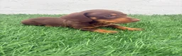 Teckel Miniatura perros en venta: Teckel Miniatura - Anuncio 3
