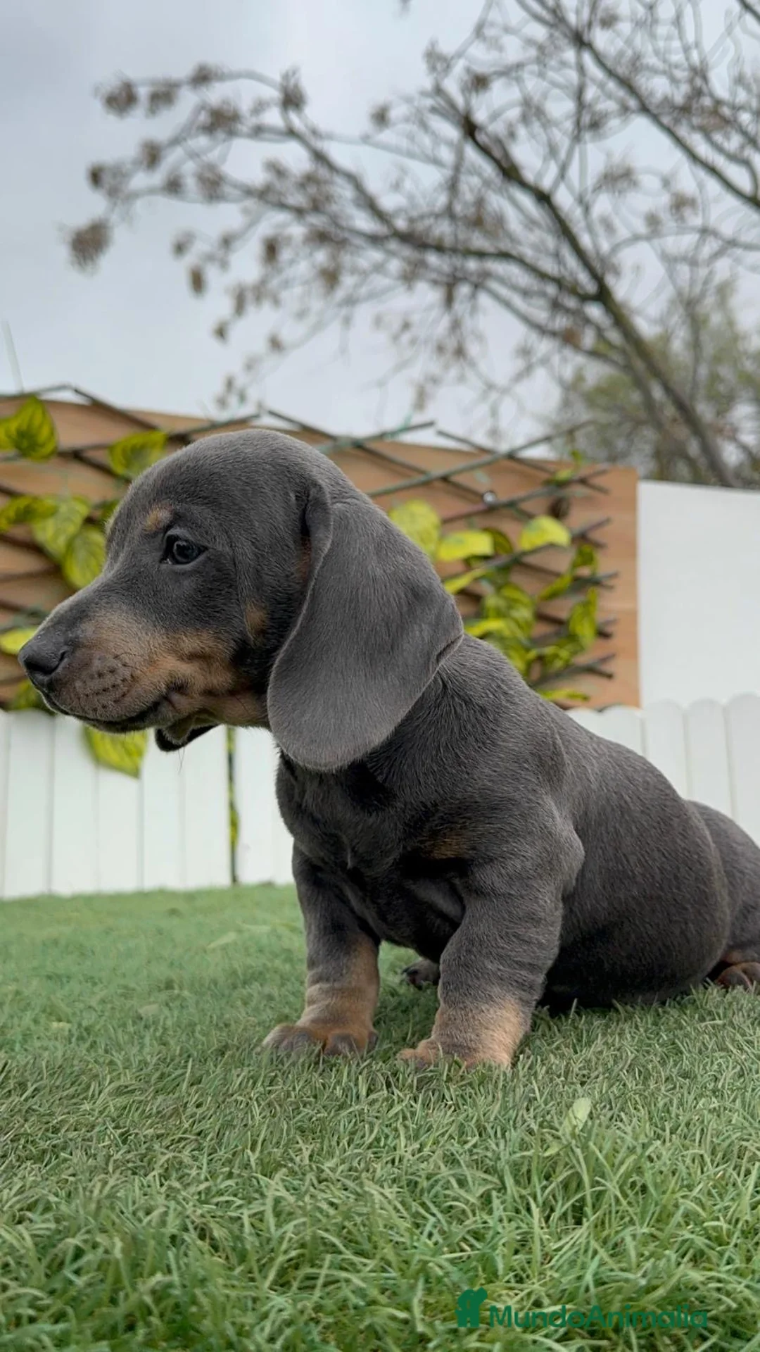 Teckel Miniatura perros en venta: TECKEL MINIATURA BLUE - Anuncio 3