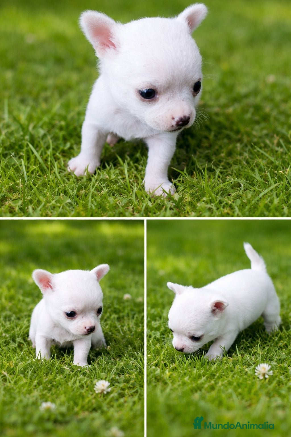 Chihuahua perros PRECIOSO CHIHUAHUA  - Anuncio 2