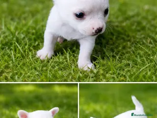 Chihuahua perros PRECIOSO CHIHUAHUA - Anuncio 2