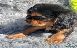 Cavalier King Charles Spaniel perros en venta: Cavalier bicolor macho  - Imagen 2