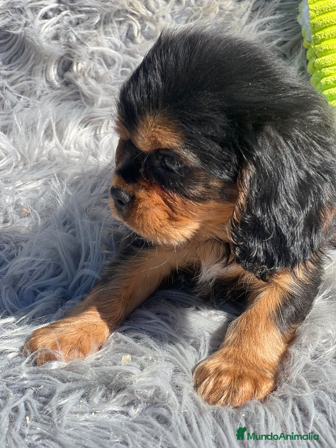 Cavalier King Charles Spaniel perros en venta: Cavalier bicolor macho  - Imagen 2