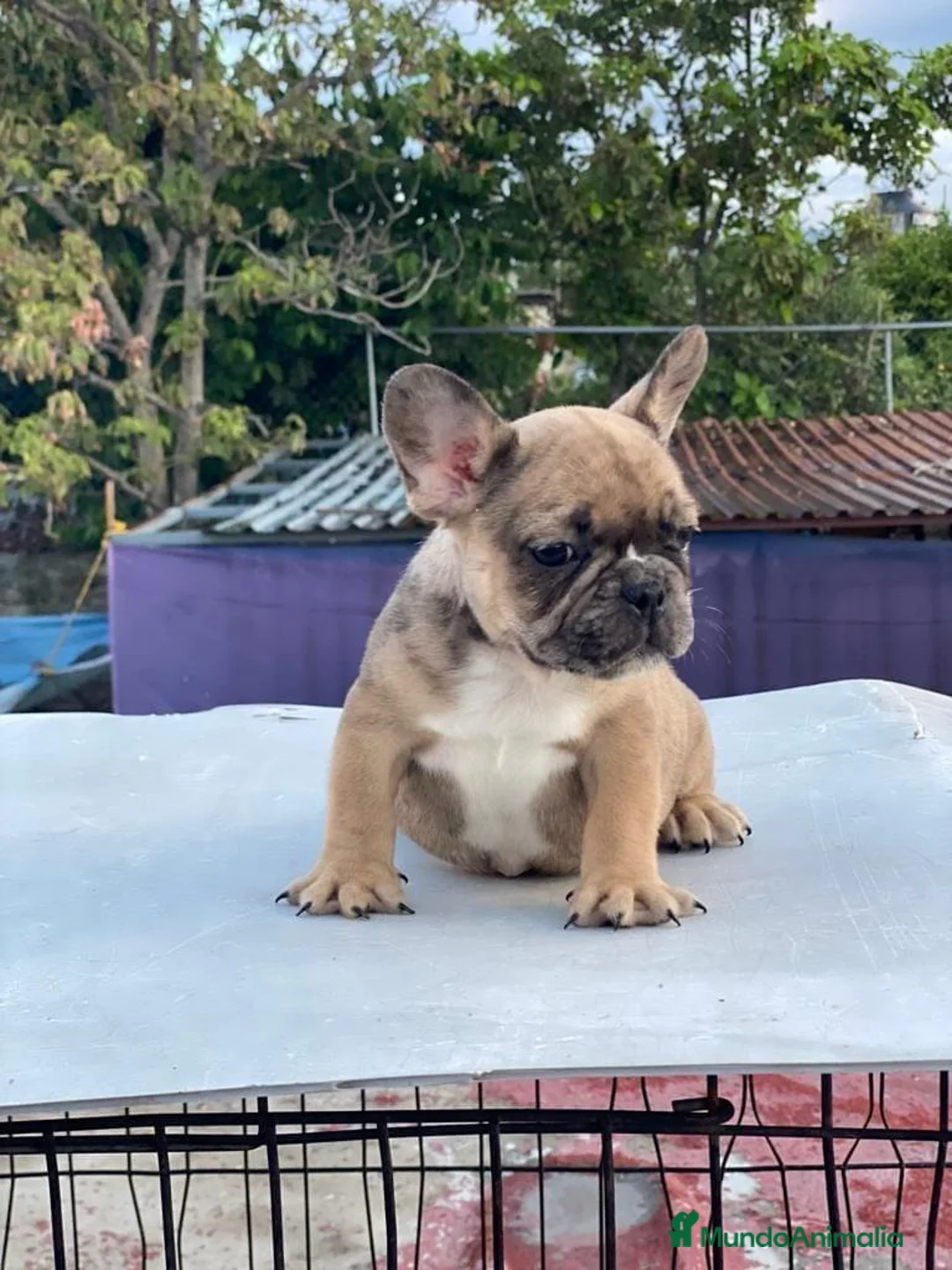 Bulldog Francés perros en venta: Bulldog francés mini - Anuncio 2