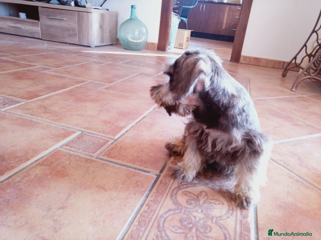 Schnauzer Miniatura perros en venta: Hembrita de Schnauzer negro/plata  - Anuncio 6