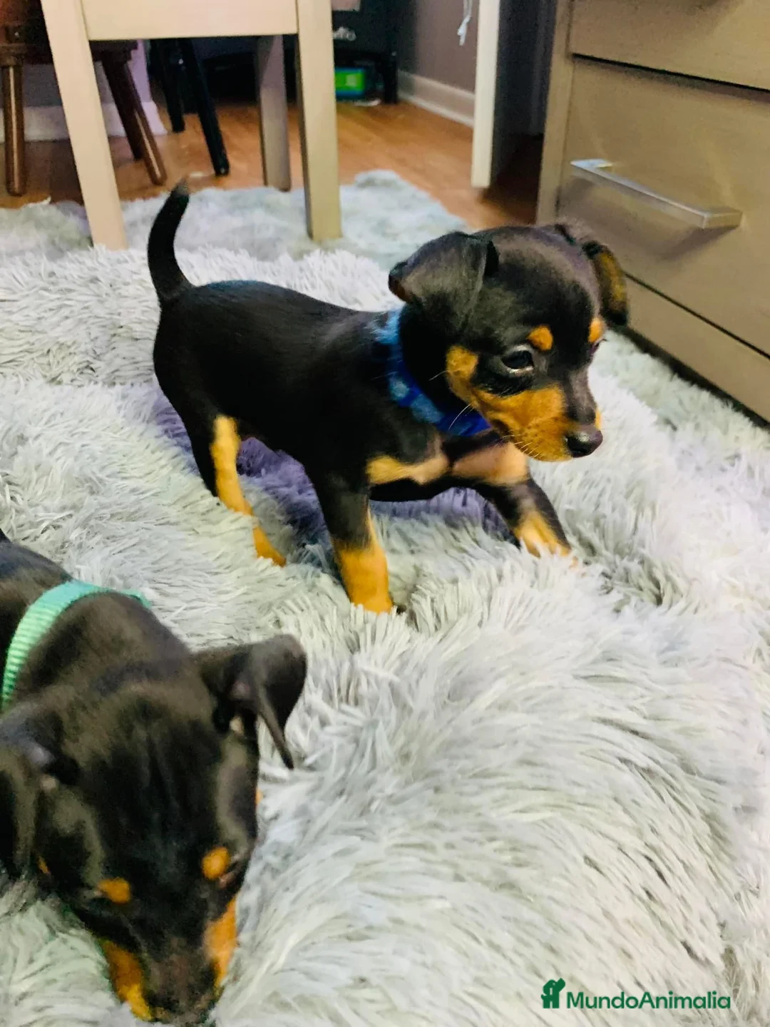Pinscher Miniatura perros en venta: Pinscher mini socializados !!!  en Ciudad Real - Anuncio 8